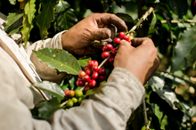 Cargar imagen en el visor de la galería, Lunas De Octubre Café Orgánico